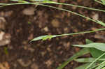 Broadleaf sedge